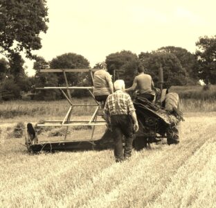 Harvesting in the 1950s
