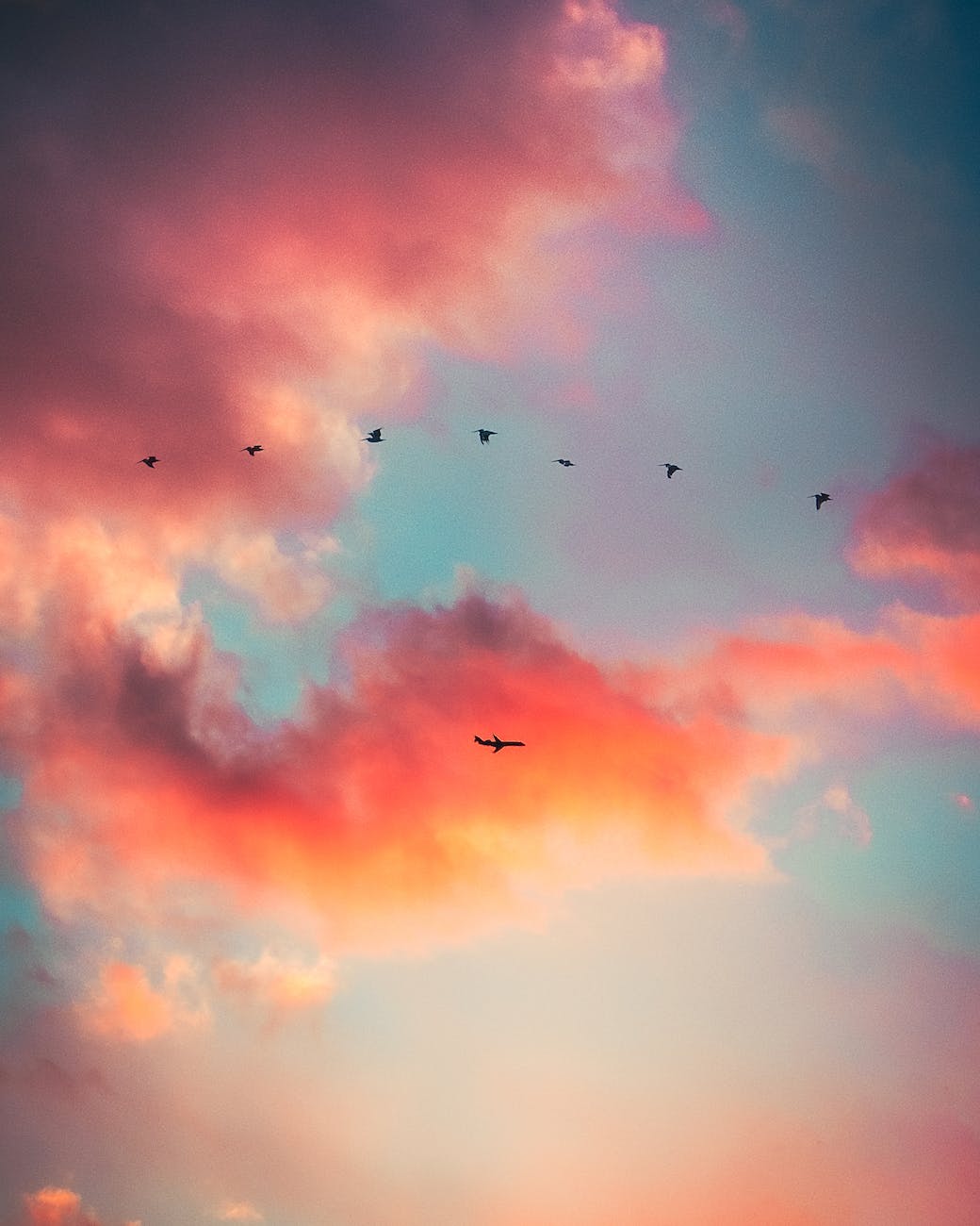 silhouette of flying birds on a twilight sky