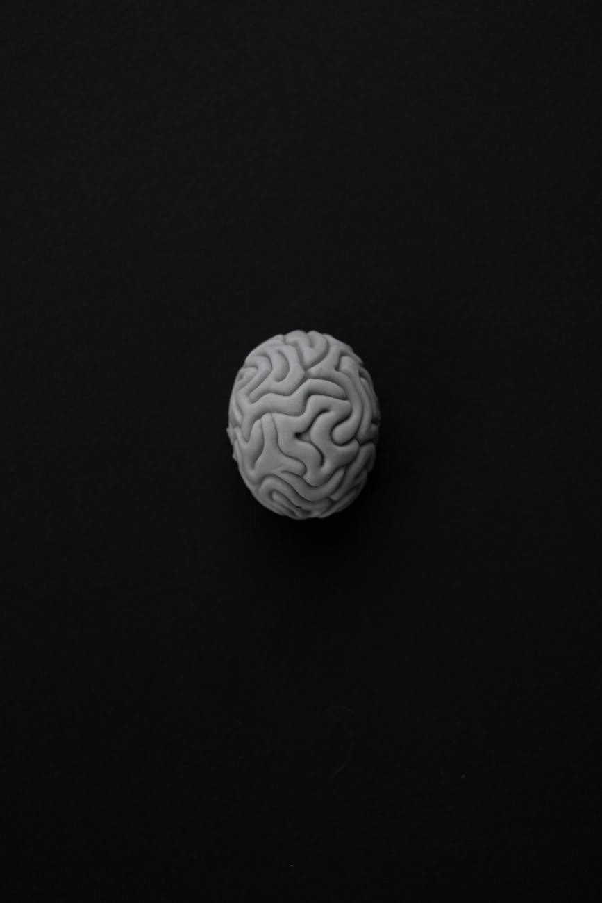 monochrome photo of a brain